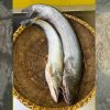বোয়াল (Boal)