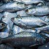 ইলিশ (Hilsa)