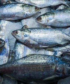 ইলিশ (Hilsa)