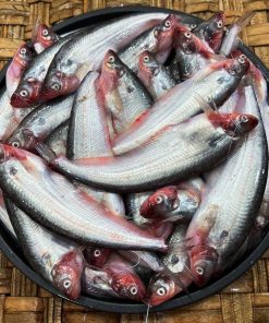 পাবদা (Pabda)