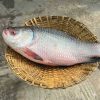 নদীর কাতলা মাছ (5kg size)। River Katla Fish