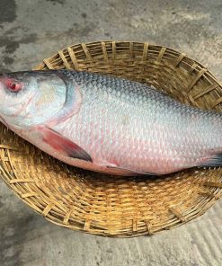 নদীর কাতলা মাছ (5kg size)। River Katla Fish